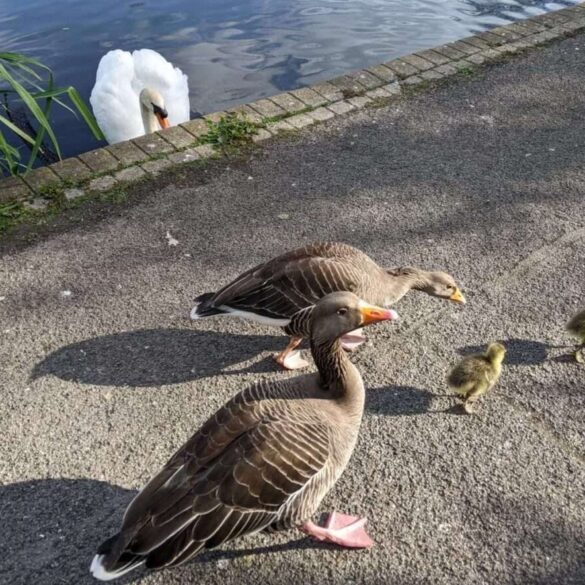 Queens Park Gosling Rescue Amid Swan Attacks