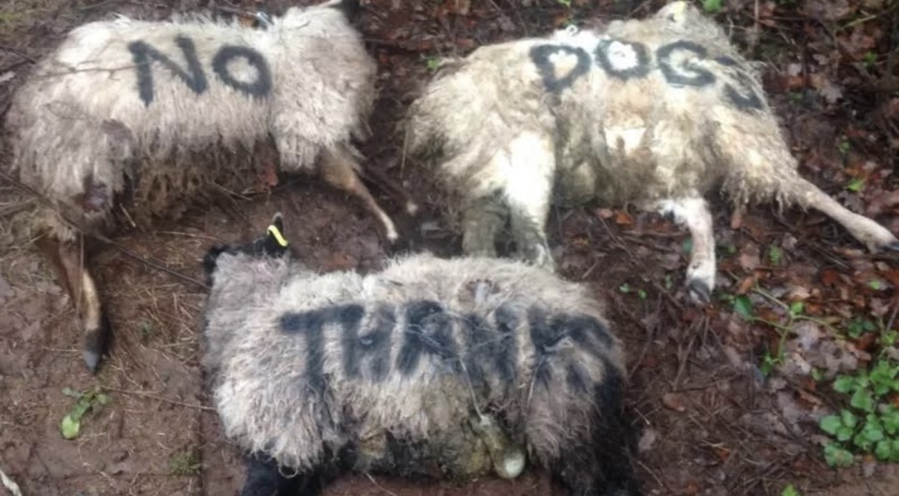 The Public's Help Is Sought By Officers Investigating A Dog Attack On Sheep Near Canterbury