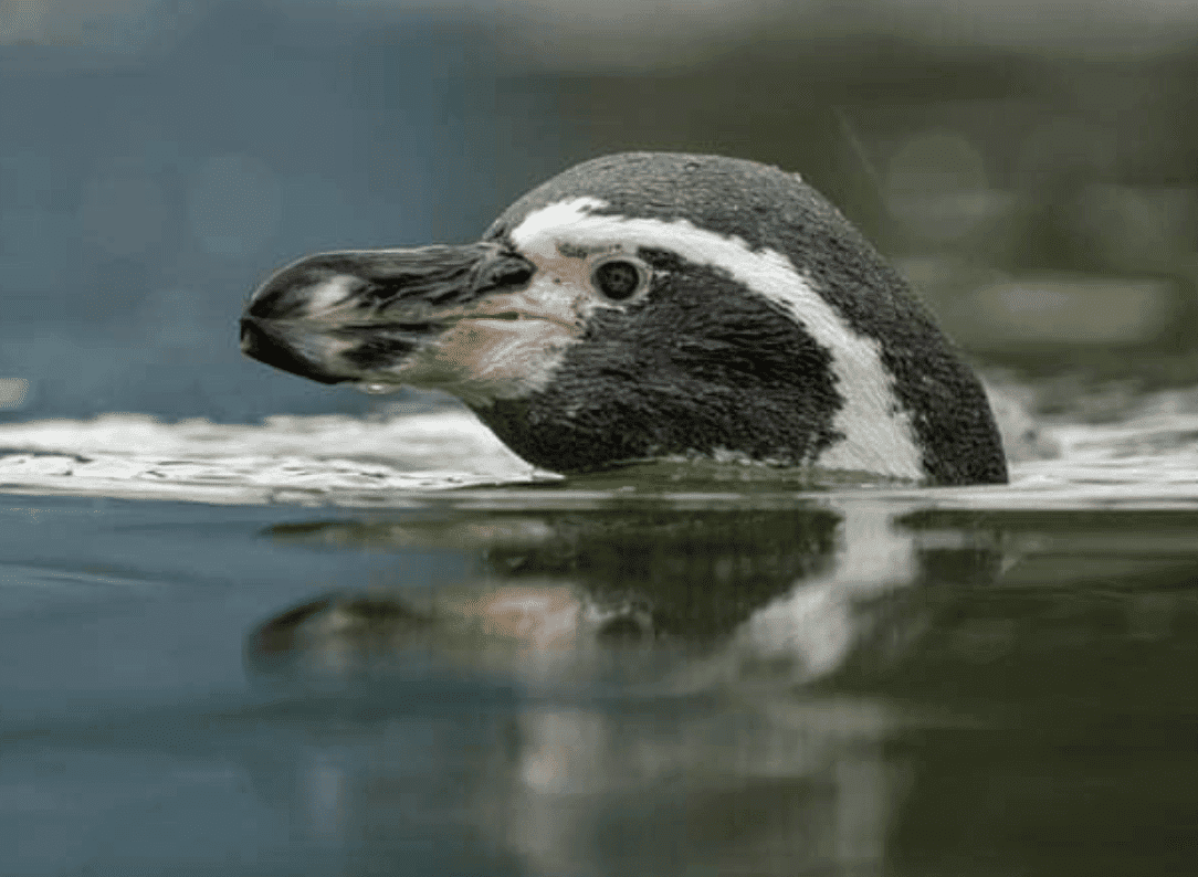 A 3km Highly Pathogenic Avian Influenza Captive Bird (monitoring) Controlled Zone For The H5n1 Virus Has Been Ordered After Avian Influenza Breaks Out Killing Marwell Wildlife's Penguins