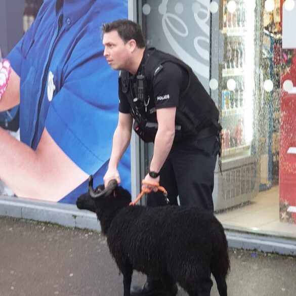 Escaped Ram Spotted Roaming In Folkestone, Captured By Police