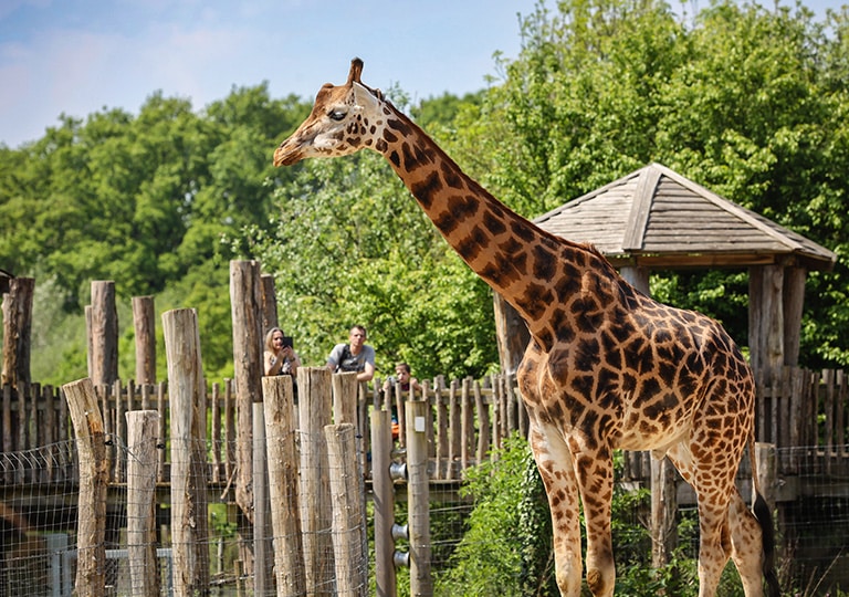 Giraffe boardwalk Marwell Zoo home banner mobile 768×540 1
