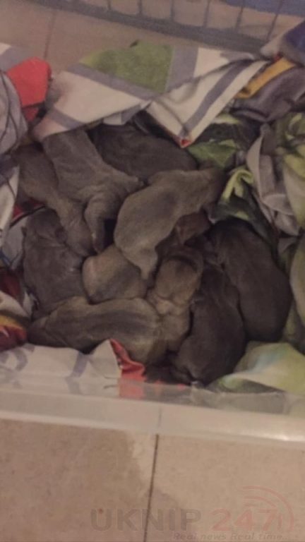 Probe Launched After Litter Of French Bulldog Puppies Are Stolen