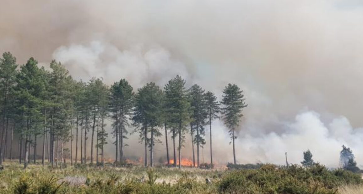 A Major Fire Fighting Operation Is  Taking Place  In Wareham Forest That Is At Risk Of Knocking Out A Major  Power And Gas Supplies