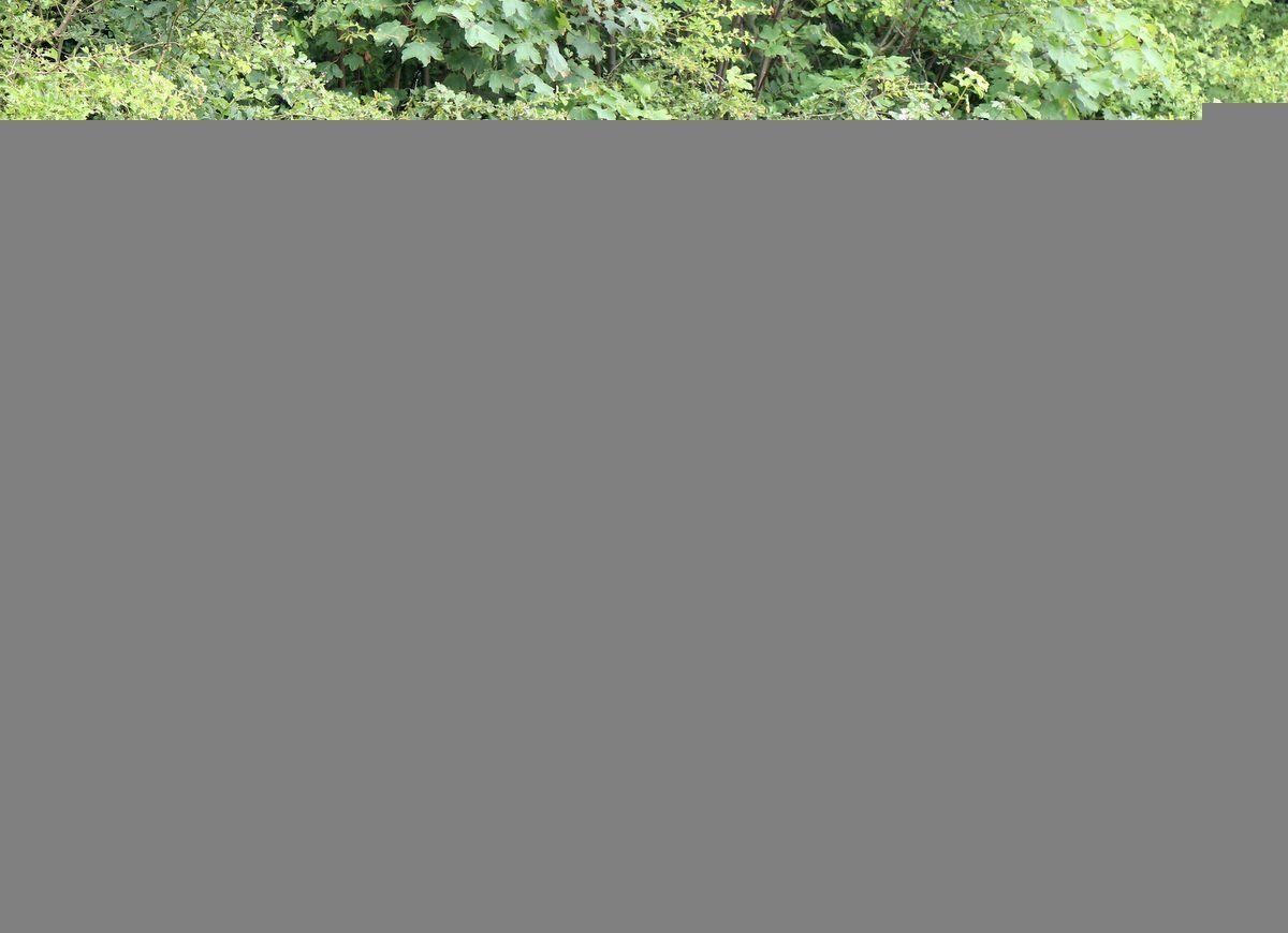 Dramatic Moment Police Pull Taser On A Man Suspected Of Carrying A Knife In Folkestone