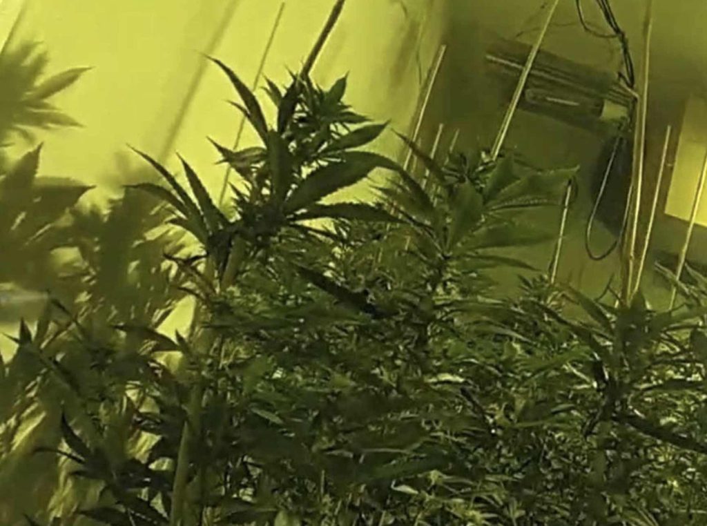 More Than 700 Plants Seized By Officers In Ramsgate