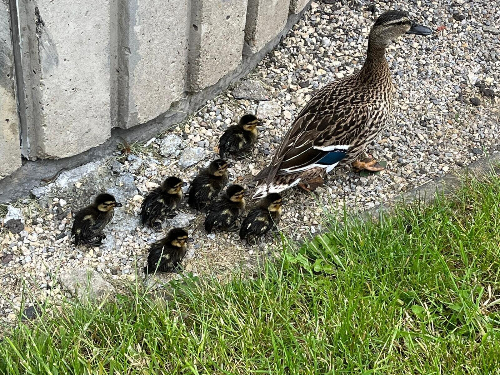 On A Wing And A Prayer