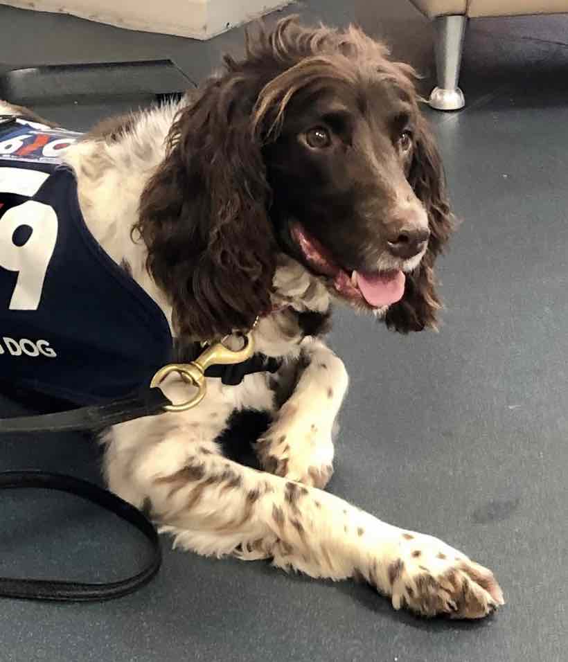 Officers From Kent Police  And Staff Across The County Will Benefit From A Well-being And Trauma Support Dog