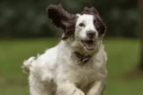 During a search of a house in Ashford, a Kent Police dog discovered drugs hidden under a mattress