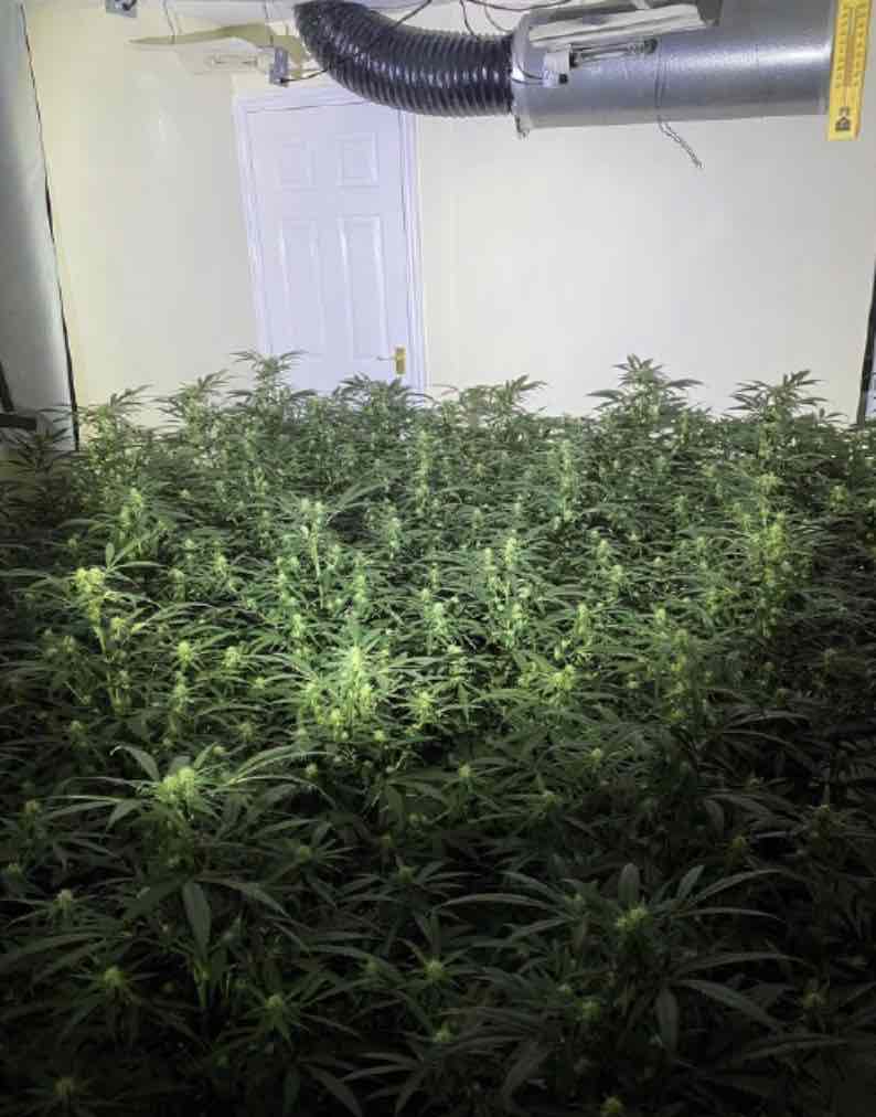 Officers Discovered More Than 300 Cannabis Plants Inside The House, With A Street Value Of Up To 500,000 Pounds