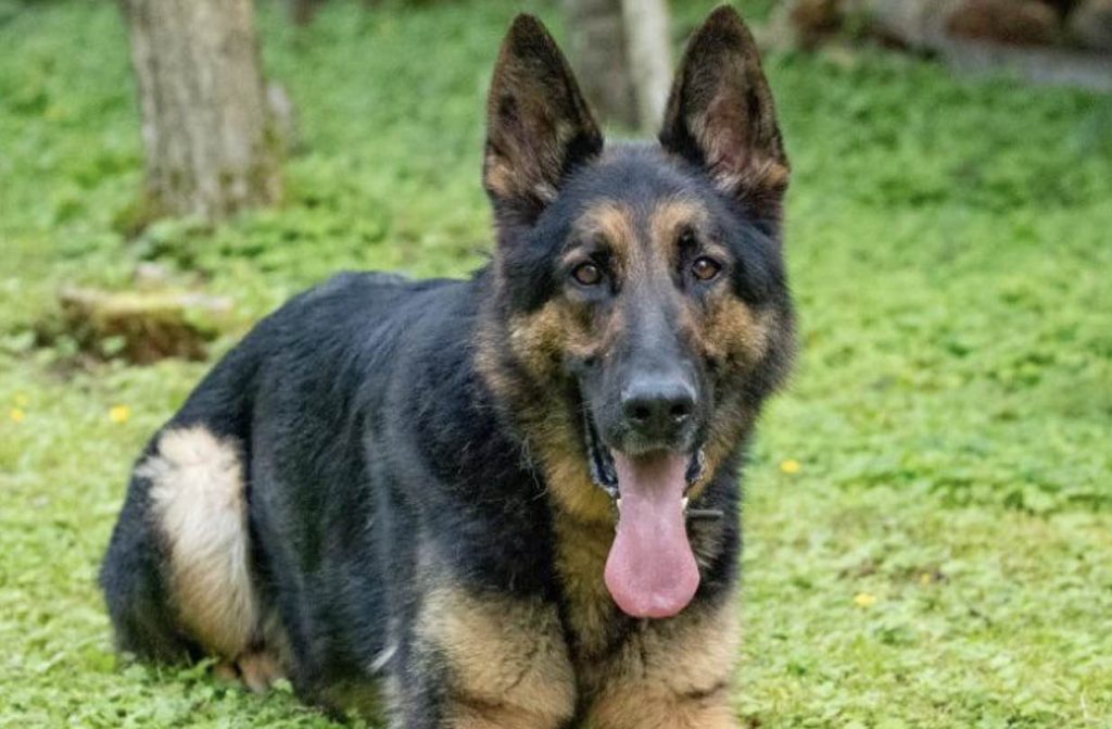 Two Suspected Thieves Were Apprehended By A Police Dog In Separate Incidents On The Same Morning