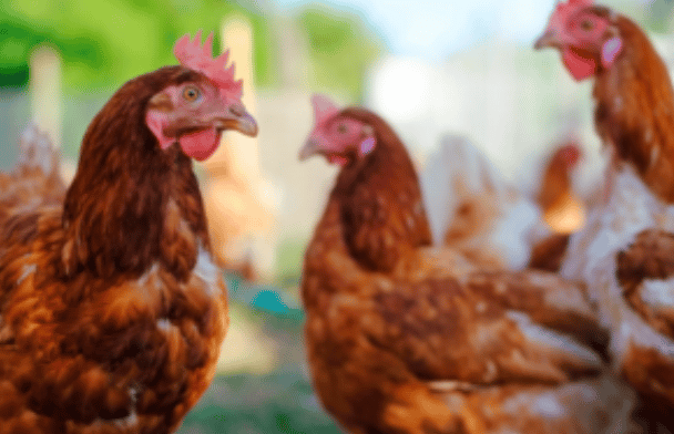 New Government Support For The Poultry Industry Has Been Announced