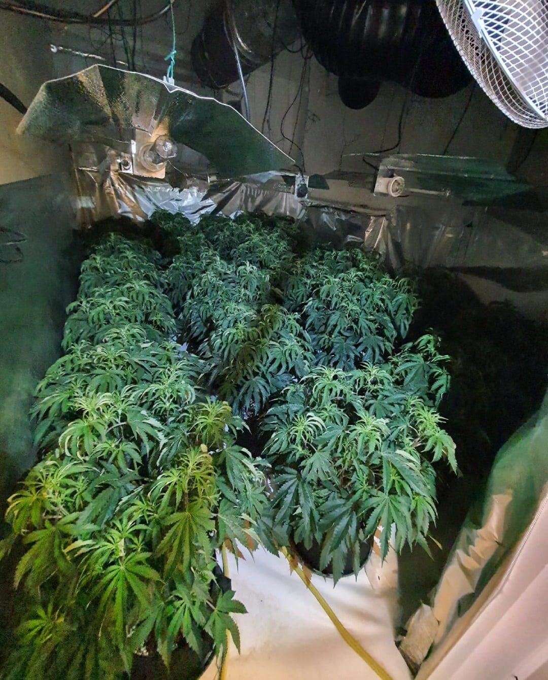 Over 500 cannabis plants seized after Brighton police raid – No arrests – (ID 533724)