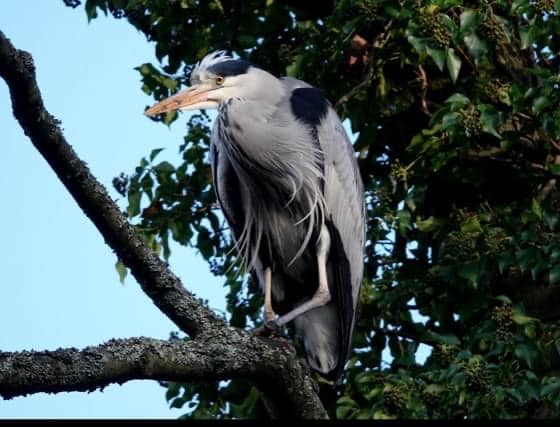 Rural Crime Officers Seek Information After Heron Found Dead