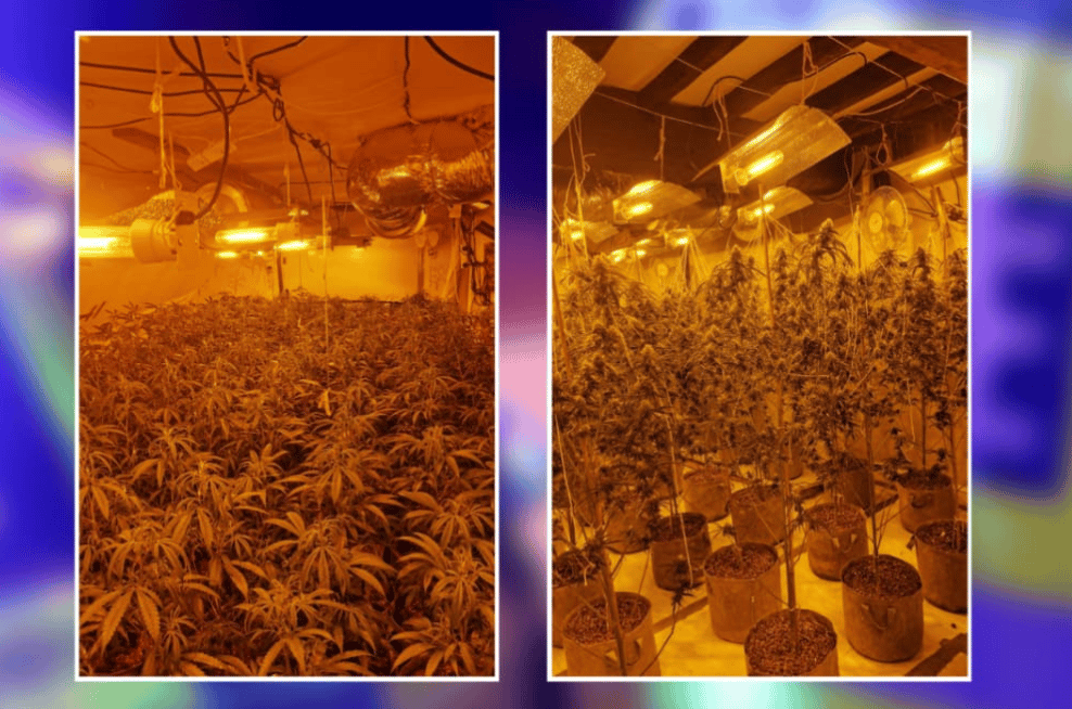 Police Managed To Break Up A Large Cannabis Farm While Carrying Out A House Raid