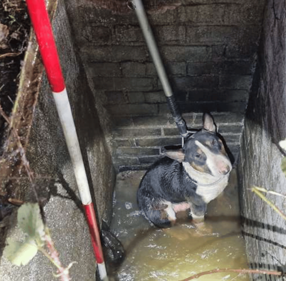 Kent Fire And Rescue Service Was Called To Help Rescue A Dog That Had Got Stuck In A Water Pipe In A Dyke Near Kemsdale Road, Faversham.