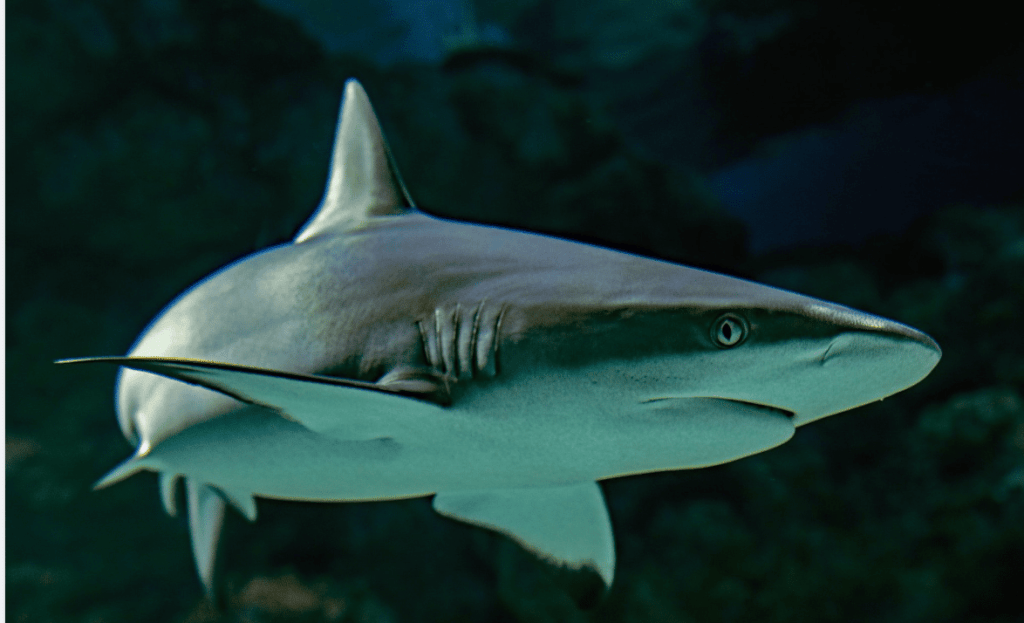 President Joe Biden Has Signed The Last Of Five Animal Protection Measures Into Law In The Year-end Spending Bill To Fund The Federal Government For Fy2023