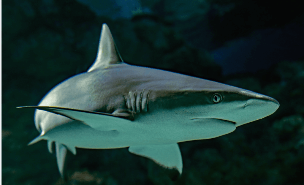 President Joe Biden has signed the last of five animal protection measures into law in the year-end spending bill to fund the Federal Gov…