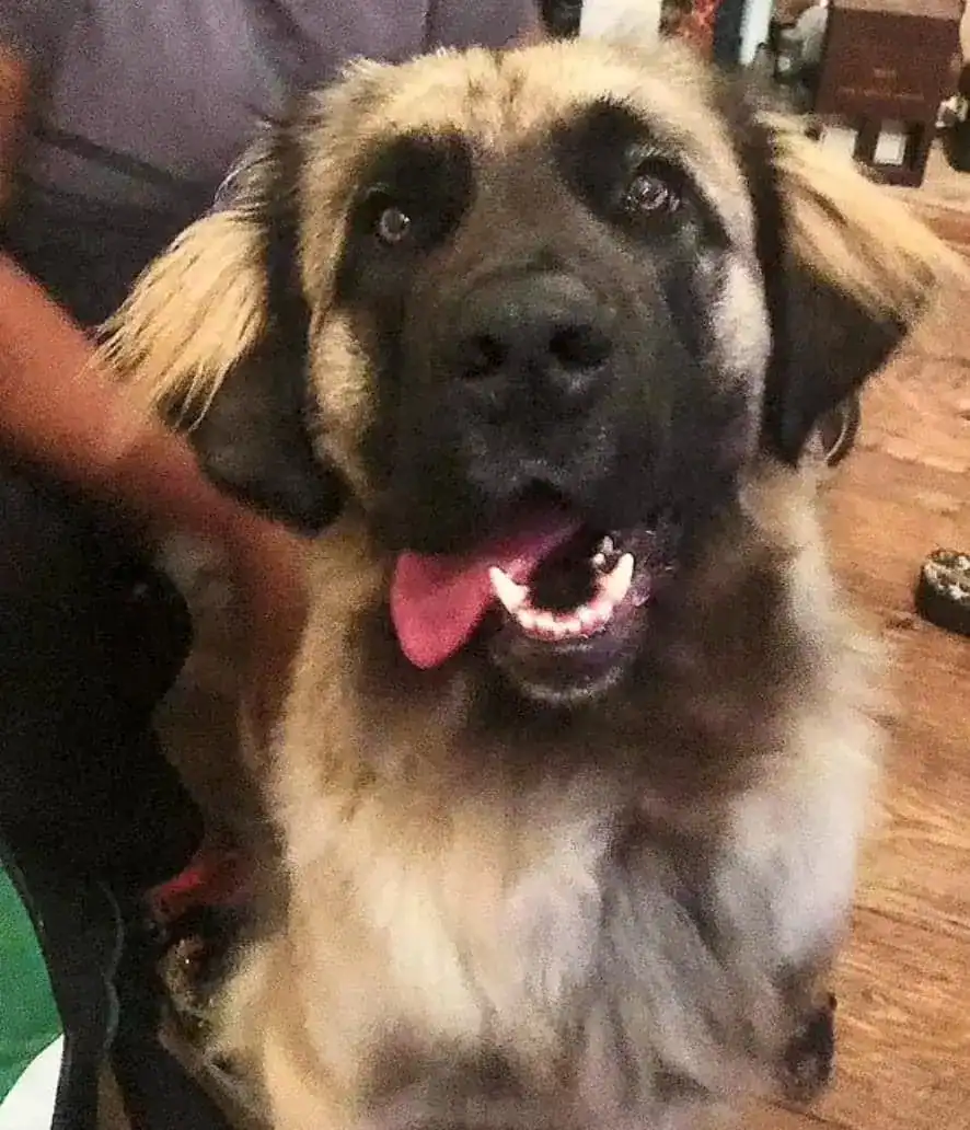 Shocking Carnage in Caterham: 11-Stone Leonberger Shiva Part of Pack That Mauled Woman to Death