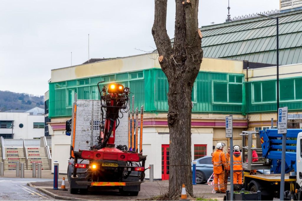 A Tree Infected With Dutch Elm Disease Felled In Eastbourne