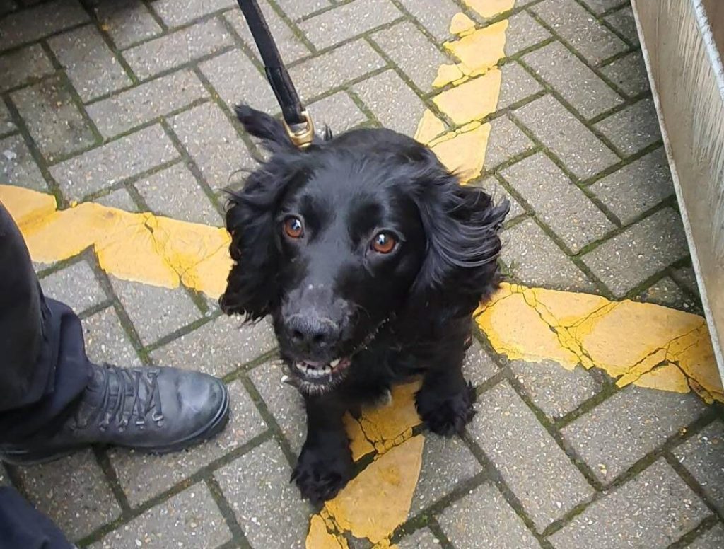 A Police Sniffer Dog Helped Recover Half A Kilo Of Cocaine In A Rural East Sussex Village.