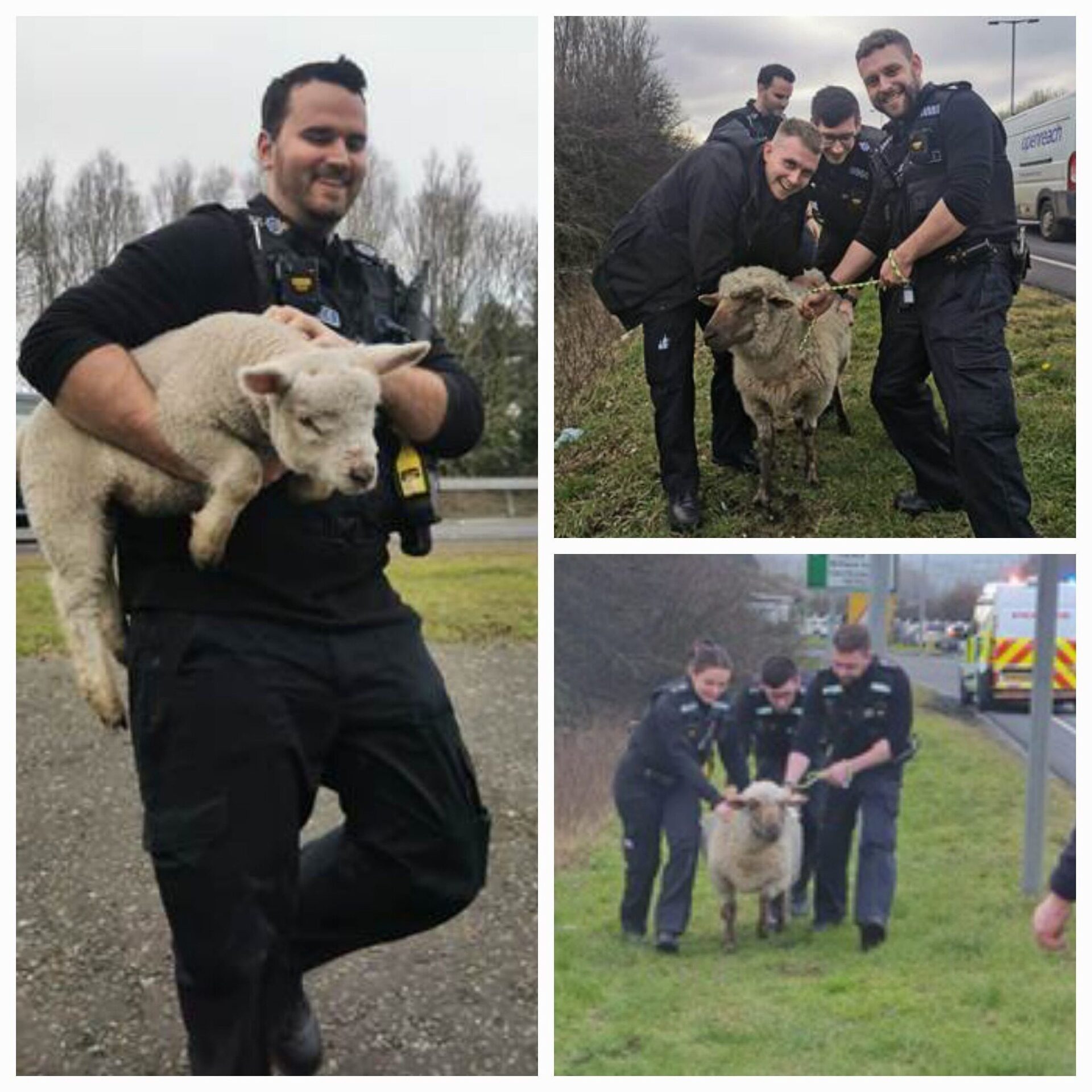 Police Round Up Baaaad Sheep