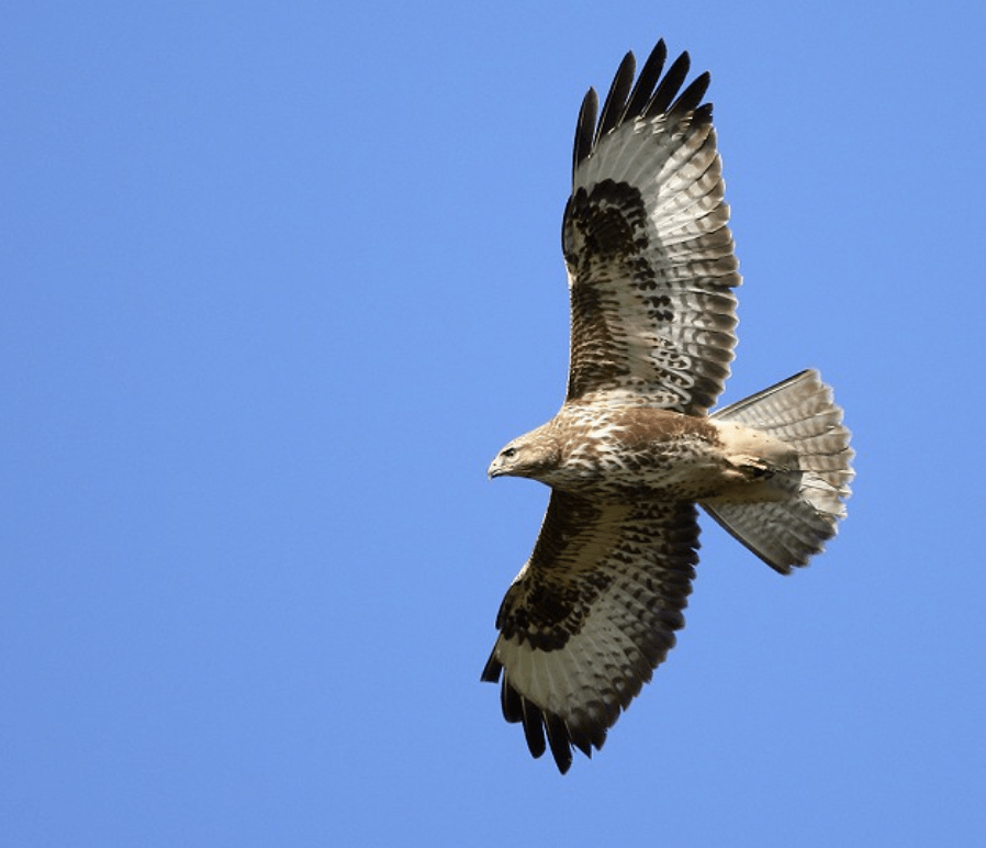 The Kent Police Rural Task Force Is Looking Into The Shooting Of A Hawk In Otham, Maidstone