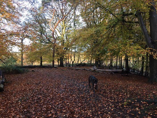 A Report Of Indecent Exposure In Ashford Has Prompted An Investigation
