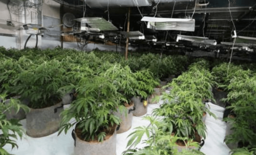 During A Routine Vehicle Stop, Cops Discovered A Massive Cannabis Grow