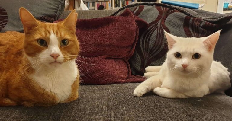 Meow Or Never: Owners Have Deadline To Microchip Their Cats