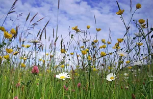 The Latest Application Window Opens For 2024 Countryside Stewardship Agreements