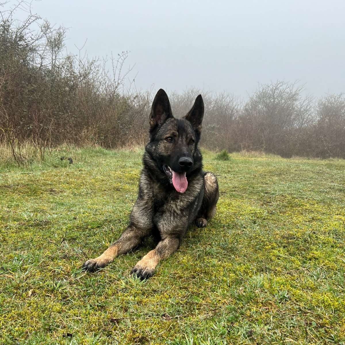 Police Dog Cara Helps Track Down Worthing Burglar