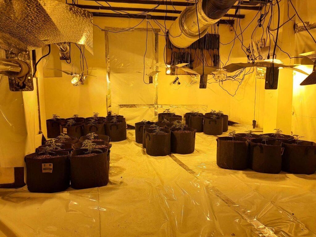 Police Seize 99 Cannabis Plants At Former Pub Site In Uckfield