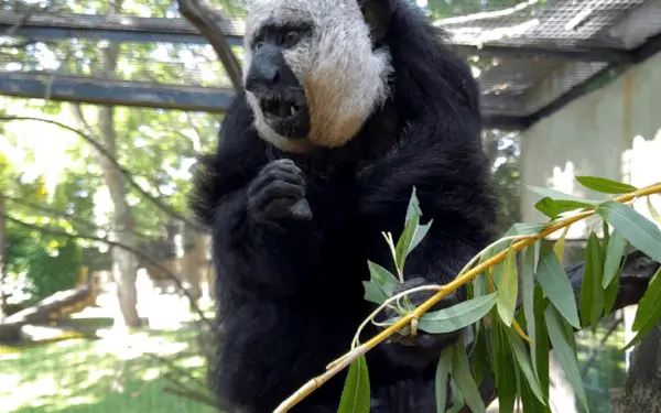From trash to treats: donate your garden waste to Drusillas zoo