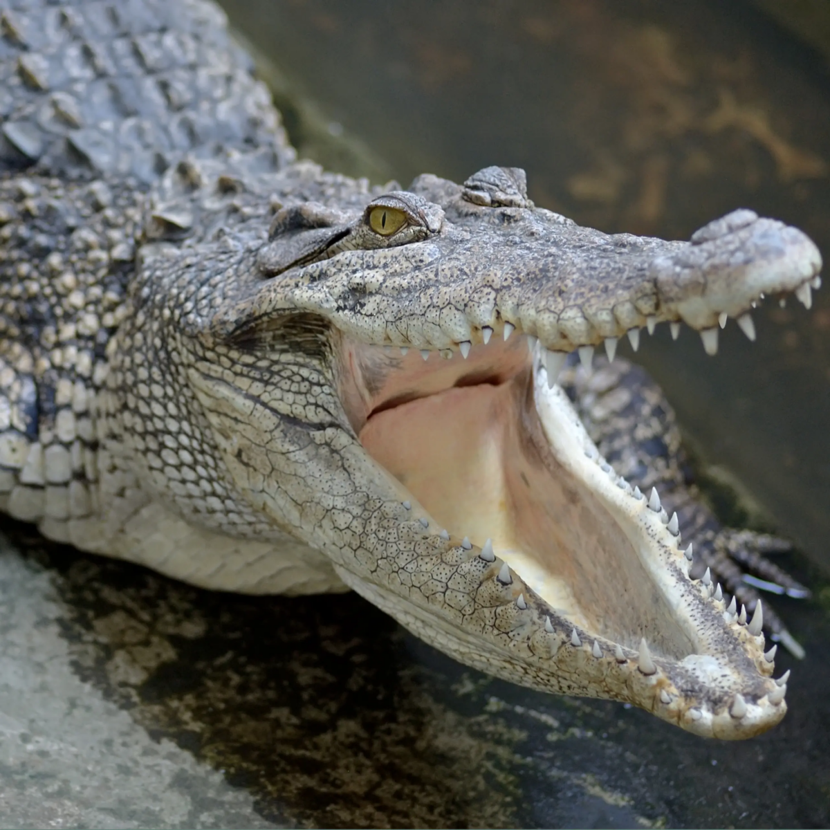 Search Underway For More Than 70 Escaped Crocodiles In Southern China