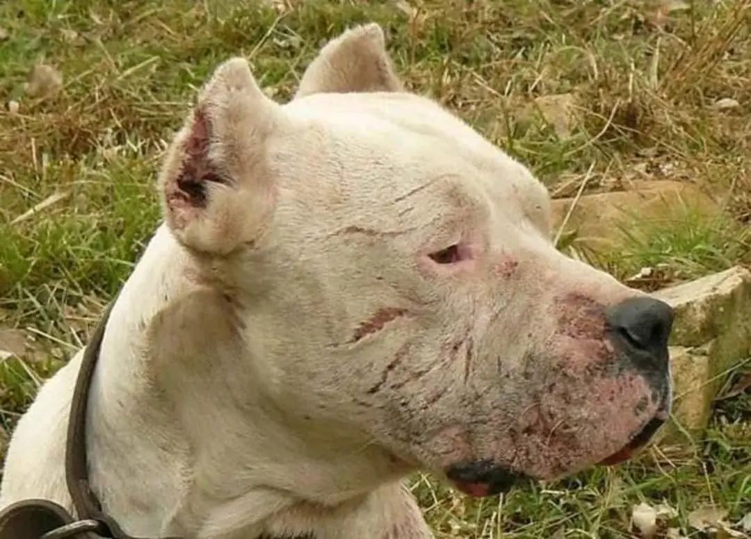 A Brave Dog Risked His Life To Fight Off A Puma And Save Two Young Kids