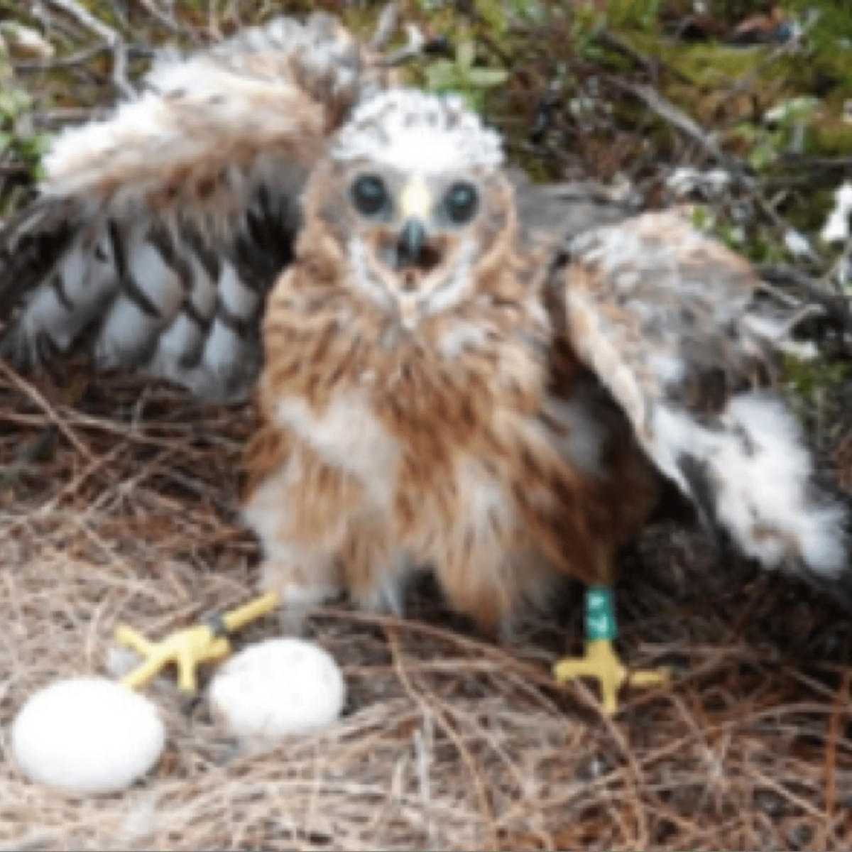 Record Year For Hen Harriers As Numbers Soar In England