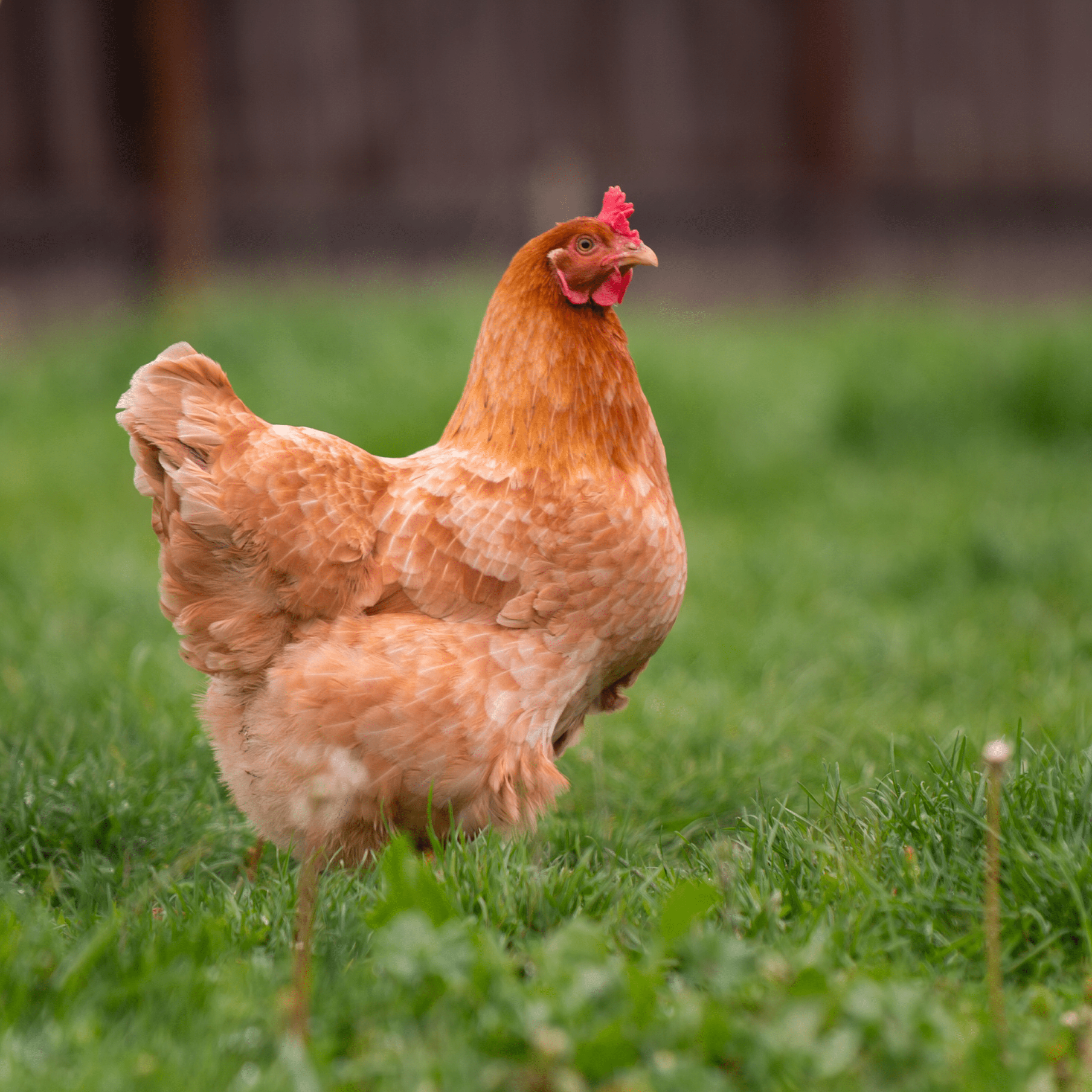 Bird Flu Cases Surge In The Uk, New Outbreak Sparks Concern