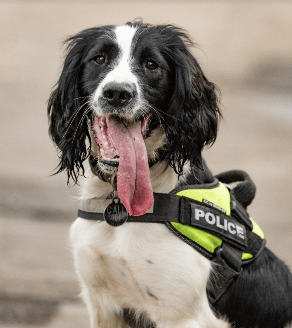 Thieves Have Been Sent To Prison After Carrying Out A Robbery In Folkestone