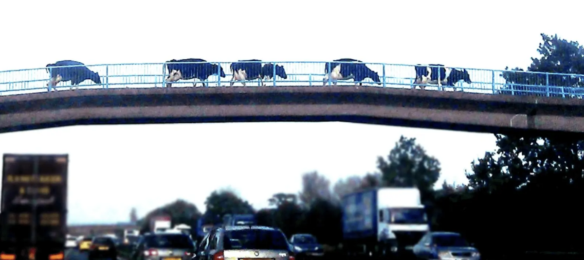 Cows Cause Mile-Long Delays as M20 and M26 Motorways Close in Kent Traffic Chaos