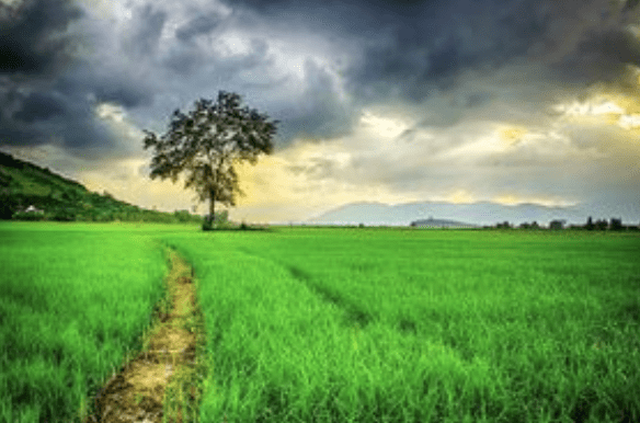 Wildflowers Seeds For Every Primary School Class In Honour Of The Coronation