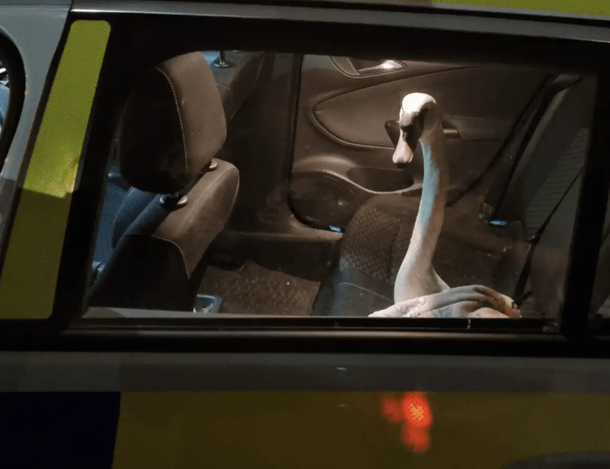 Drunk Man Sparks Swan Chaos in Devon Harbour – Police Rescue Bird After Hit-and-Run Incident