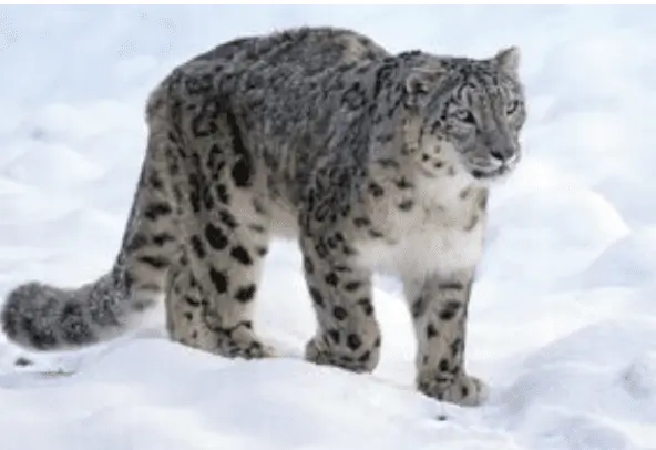 Snow Leopards, Elephants And Pangolins To Be Better Protected With A Funding Boost For The World’s Most Endangered Animals