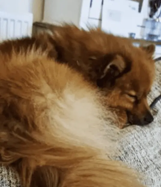 Missing Pomeranian Nala Stolen in Newark – Police Appeal After Woman Spotted Taking Pup