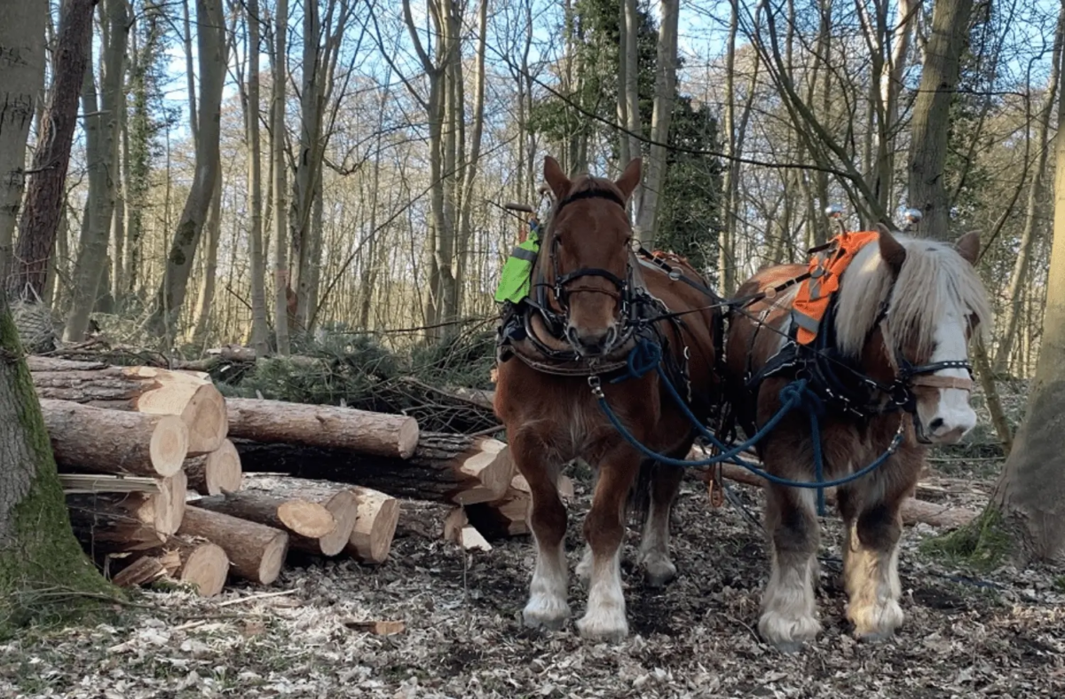 Horses Help Restore Norfolk’s Rare River Yare with Natural Woodwork to Boost Wildlife and Cut Carbon