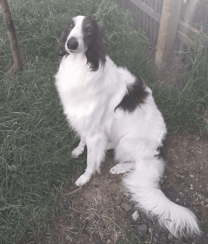 Police Are Appealing For Information After A Woman’s Pet Dog Was Reportedly Killed By Two Other Dogs, While Out On A Walk