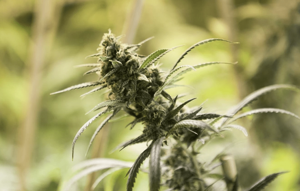 A Suspect Has Appeared In Court After Police Discovered A Large Cannabis Grow Inside A House During An Early Morning Raid