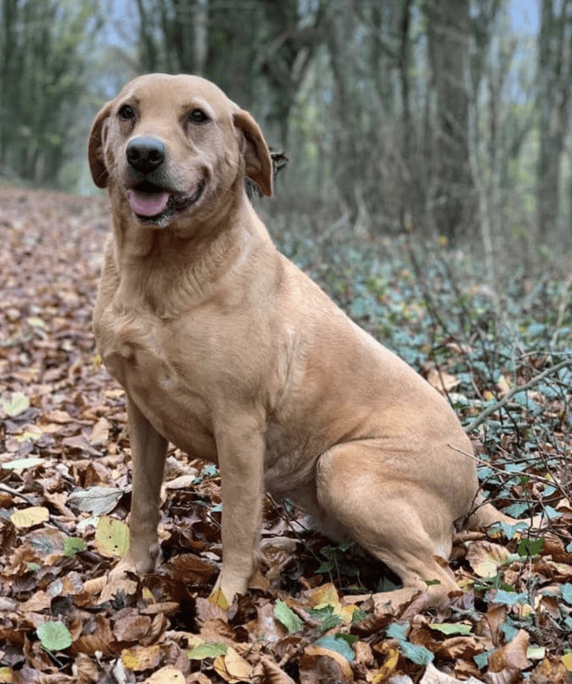 The Theft Of Ruby, A 9-year-old Fox Red Labrador, From Her Kennel Overnight On Sunday (april 30), Is Being Investigated By Isle Of Wight Police