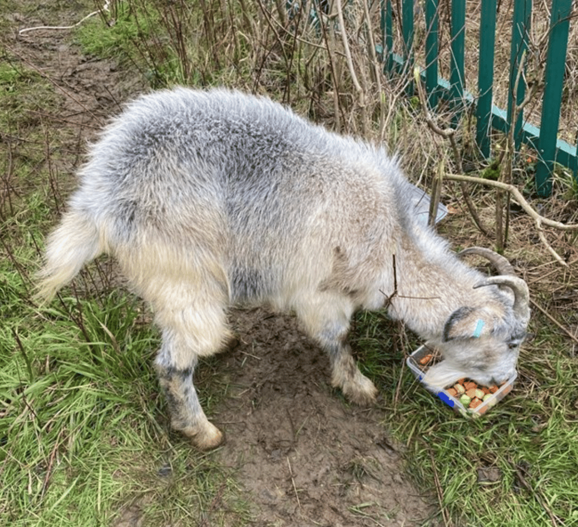 Firefighters Rescued A Goat That Was Stranded Around 35-metres high On a Cliff Edge on godstone Road In Kenley
