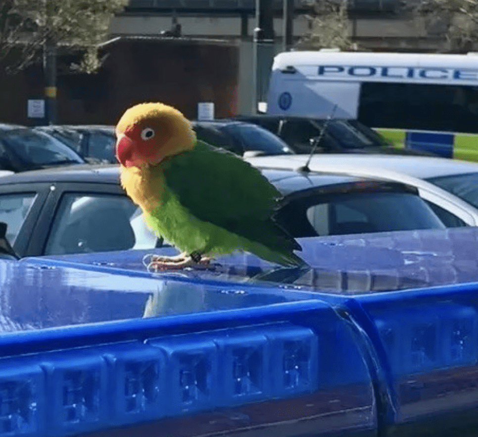 When The Officers Returned To Their Car, They Discovered An Exotic Bird Perched On Its Blue Lights