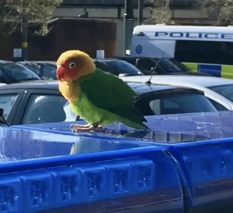 When the officers returned to their car, they discovered an exotic bird perched on its blue lights